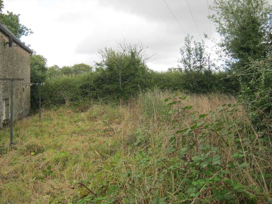 Plot overrun with brambles: before